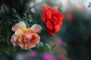 月季花：从根茎到果实 dou是风景