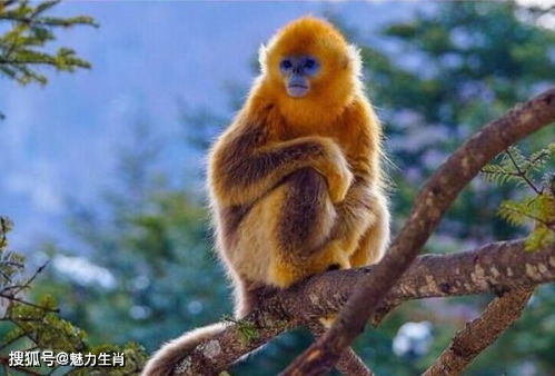 金丝猴蕨养殖指南：简易步骤与注意事项，打造理想绿植空间
