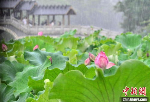 荷花种植的最佳月份是什么时候？几月份种植荷花最合适