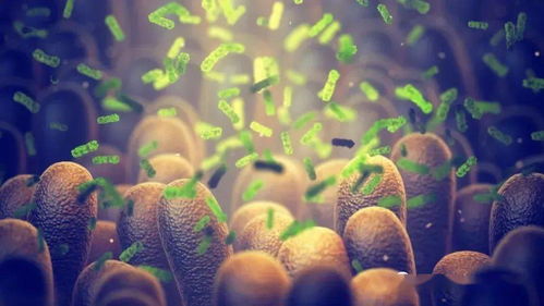 产气荚膜梭菌：家禽肠道健康“隐形杀手”