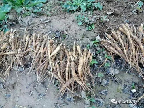种植效益分析