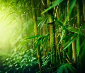 去年的教训：买来的佛肚竹种子竟是狗尾巴草