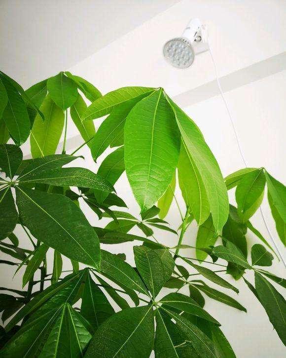 多肉金钱树黄叶脱落？快速救治攻略！