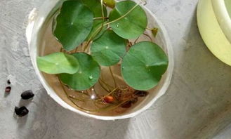 “碗莲最佳入泥期，春季种植正当时！”
