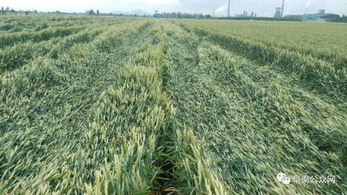 小麦倒伏，损失严重，丙环唑Neng控旺吗？