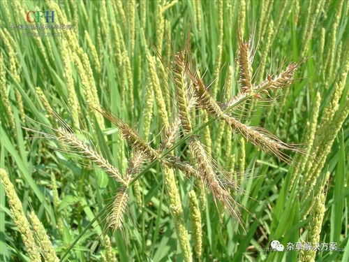 哪种除草剂效果Zui好？