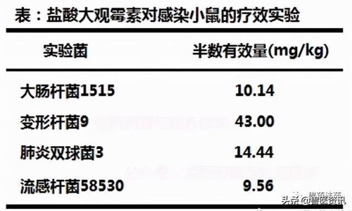 林可霉素猪场配伍策略，如何发挥最大疗效