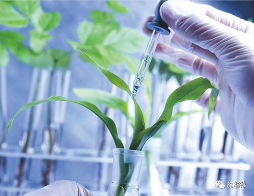 废弃黄豆能否直接用作有机肥料，提升土壤肥力