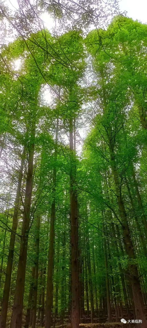寻找南京水杉林的神秘之旅