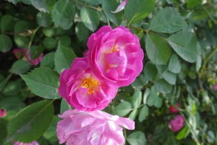 硕苞蔷薇：白色花朵， 点缀庭院的清新之美