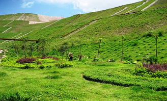 矿山修复绿化， 植物配置的奇妙之旅
