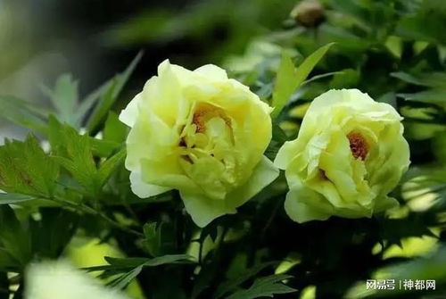 虎刺梅浇水技巧，开花期浇水秘籍！