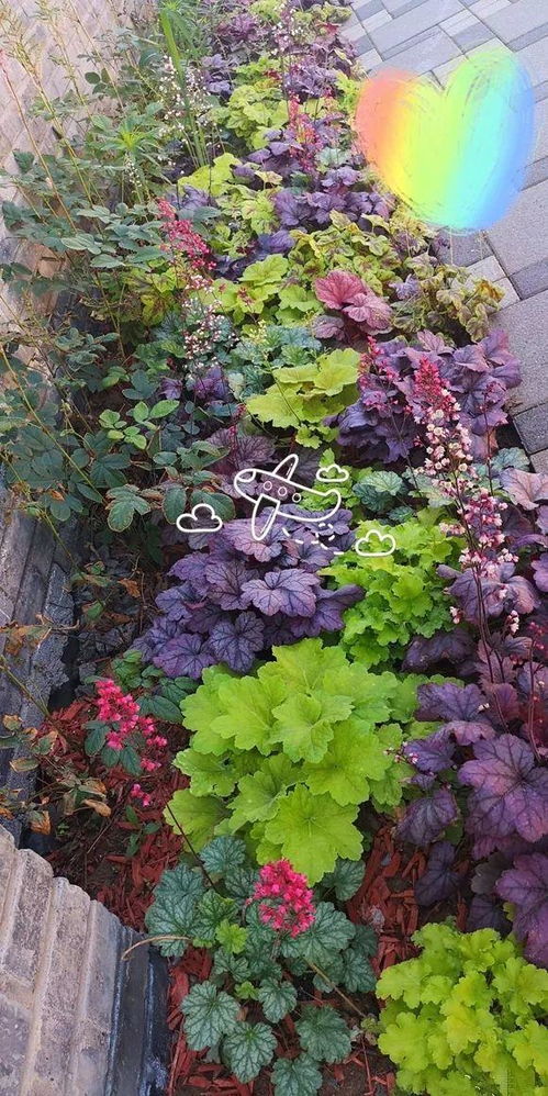 北方12月，气温低，花嫩活吗？