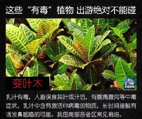 3. 植物大战僵尸， 我们的方式