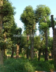 香樟大树移植：一场生态的迁徙