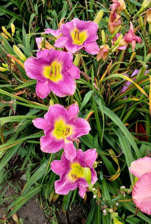 二、耐旱耐寒，适应力强