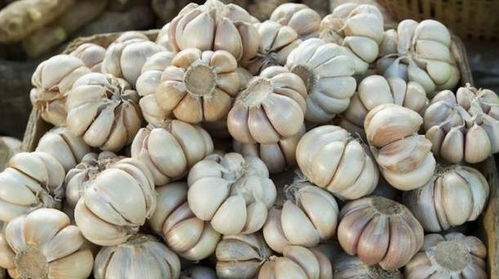 大蒜美食的奇妙之旅