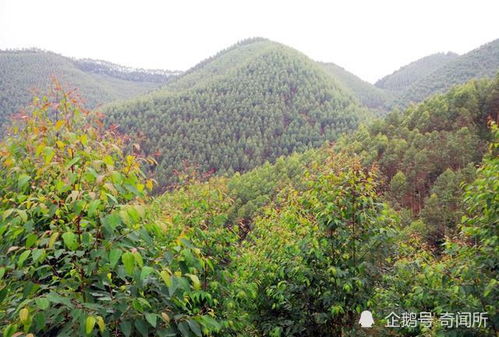 广东省荒山绿化种植时间