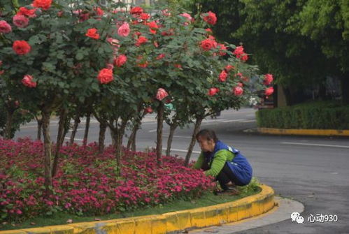 月季花开， 义乌春意盎然