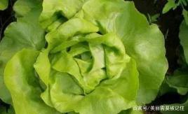 巨菌草在什么季节播种最为适宜，何时是巨菌草的最佳播种时间