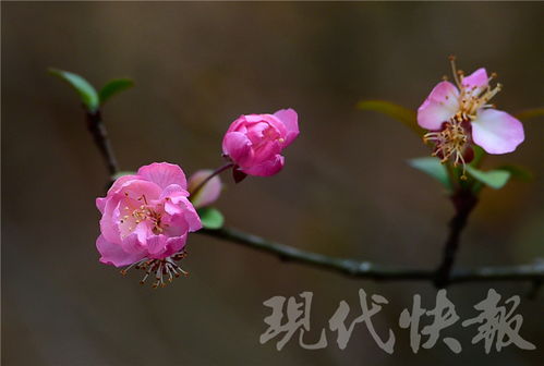 春日里海棠花开放