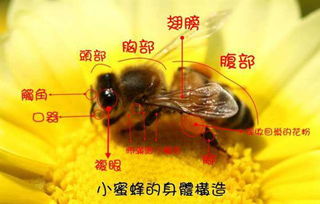 老人常说被蜜蜂蛰是好事，源于蜜蜂蛰后能促进人体免疫系统