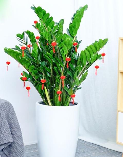 如意花的忒别寓意