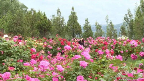 翠绿的枝叶衬着鲜艳的花朵