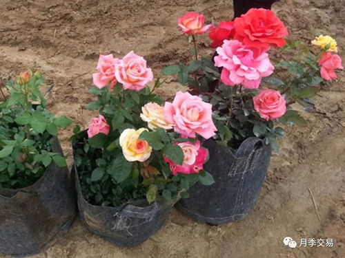 养护知识，得有