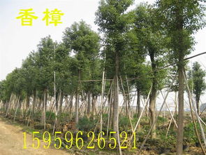 香樟树种价波动分析