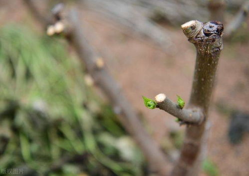 种子处理，别急躁！