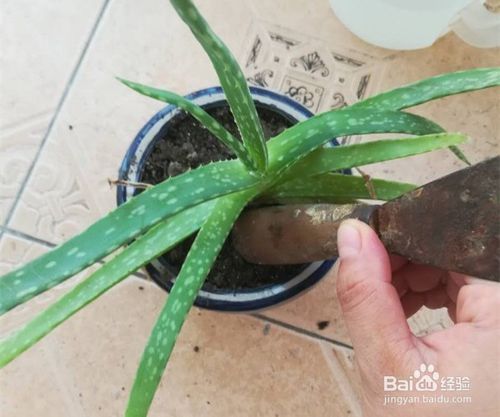 玫瑰芦荟多肉怎么养？如何让它们在室内茁壮成长