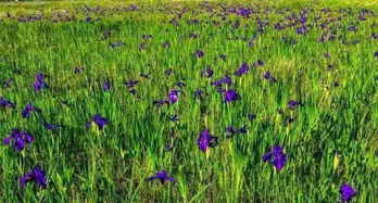 鸢尾花， 像是小蝴蝶