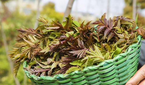 新鲜桂花如何保存？教你几个简单实用的小妙招