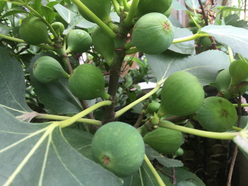 想吃无花果？教你在家盆栽种植