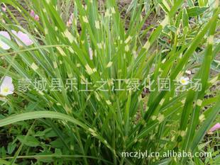 斑叶芒：时间的画卷