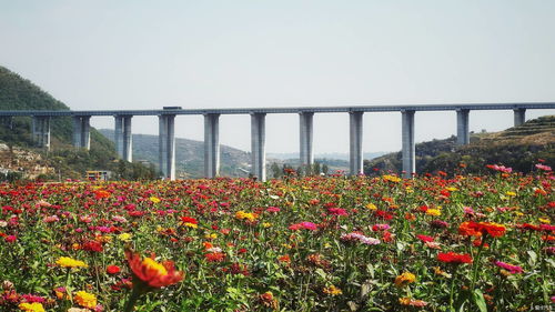 春光旖旎， 杏花含笑迎客来