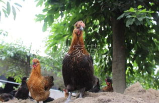 农村散养土鸡如何有效防止黄鼠狼侵扰？
