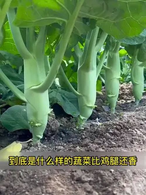 芥蓝在什么季节种植最适宜？有哪些具体的种植方法需要注意
