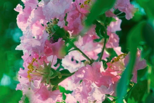 紫藤的花语与特性