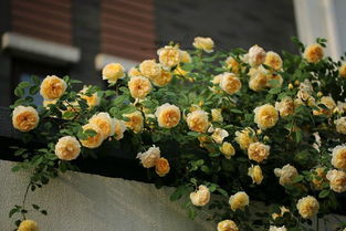 北方四季轮转， 花卉种植指南揭秘