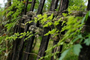 马路围墙适合种植的树苗种类