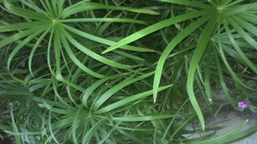 蕨菜是哪类植物？它为何能在地球上繁衍生息数亿年