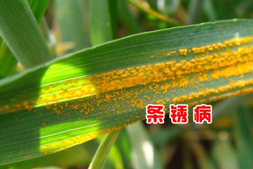 小麦锈病发生有何特点？为何如此难以防治