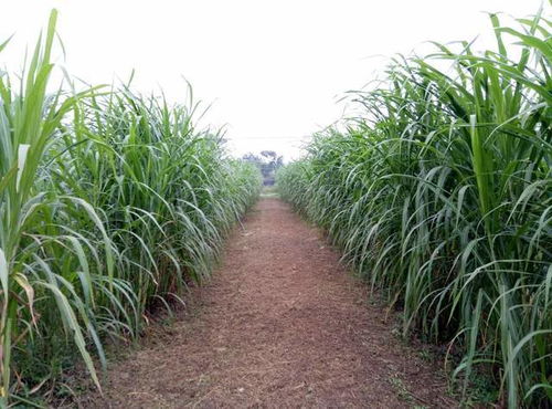 奇妙的巨菌草：高达六米，亩产20吨！