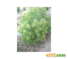 白皮松树盆栽养护与管理