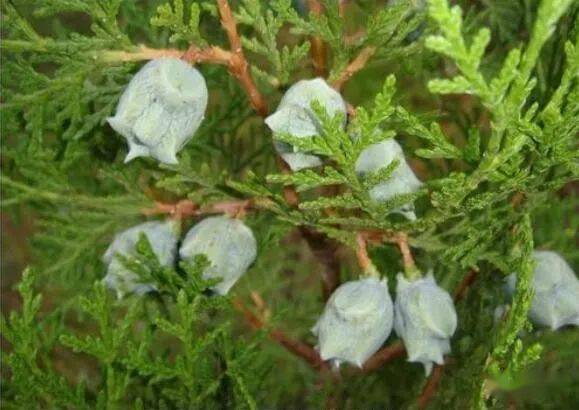 柏子的功效与用途