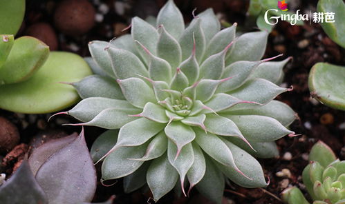 我的绿宝们：多肉植物的生活传奇