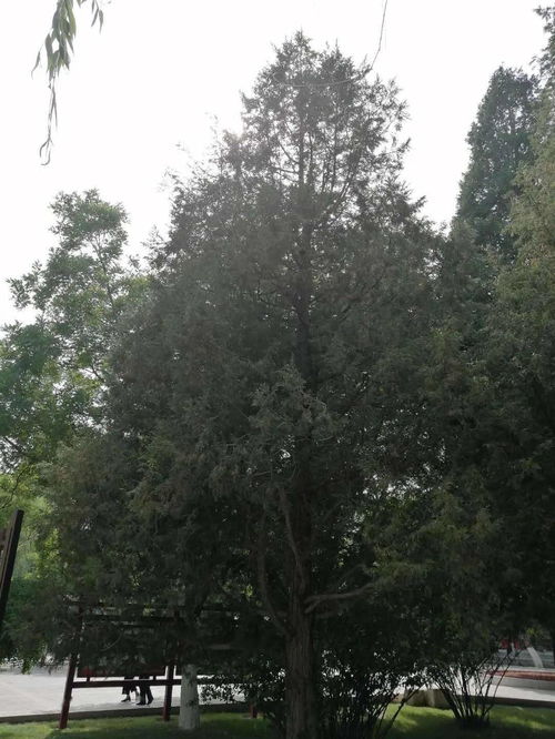 新植桧柏发黄，是土壤缺水还是施肥过量