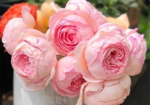 汉密尔顿月季：粉色花朵， 紧凑美观